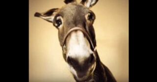 U Sciccareddu Sicilianu