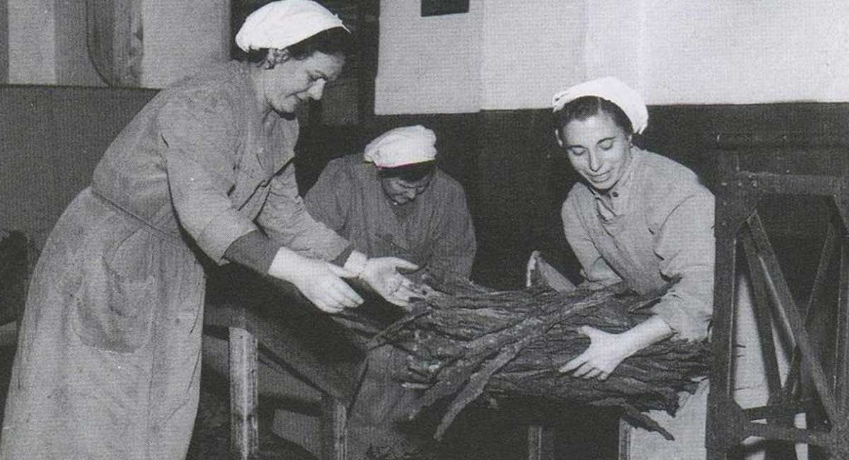 La Coltivazione del Tabacco