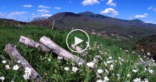 Cardellini del Fontanino – Le ragazze dei Paesi