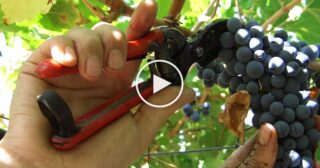 I Girasoli – L’Uva Fogarina + Testo