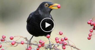 “El merlo ga perso el beco” + Testo