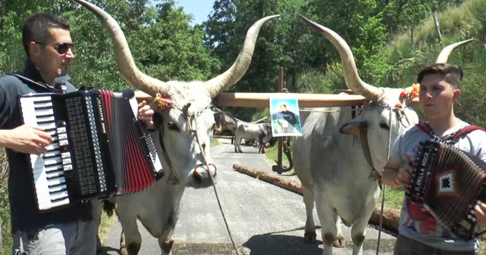 Tarantella - Festa di S.Antonio.