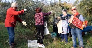 Raccolta delle olive con l’organetto