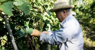 Dall’uva al vino cotto – Luciano Carletti