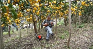 Tarantella Amalfitana – Francesco D’Amato