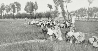 “Bella Ciao” (Alla mattina appena alzata)