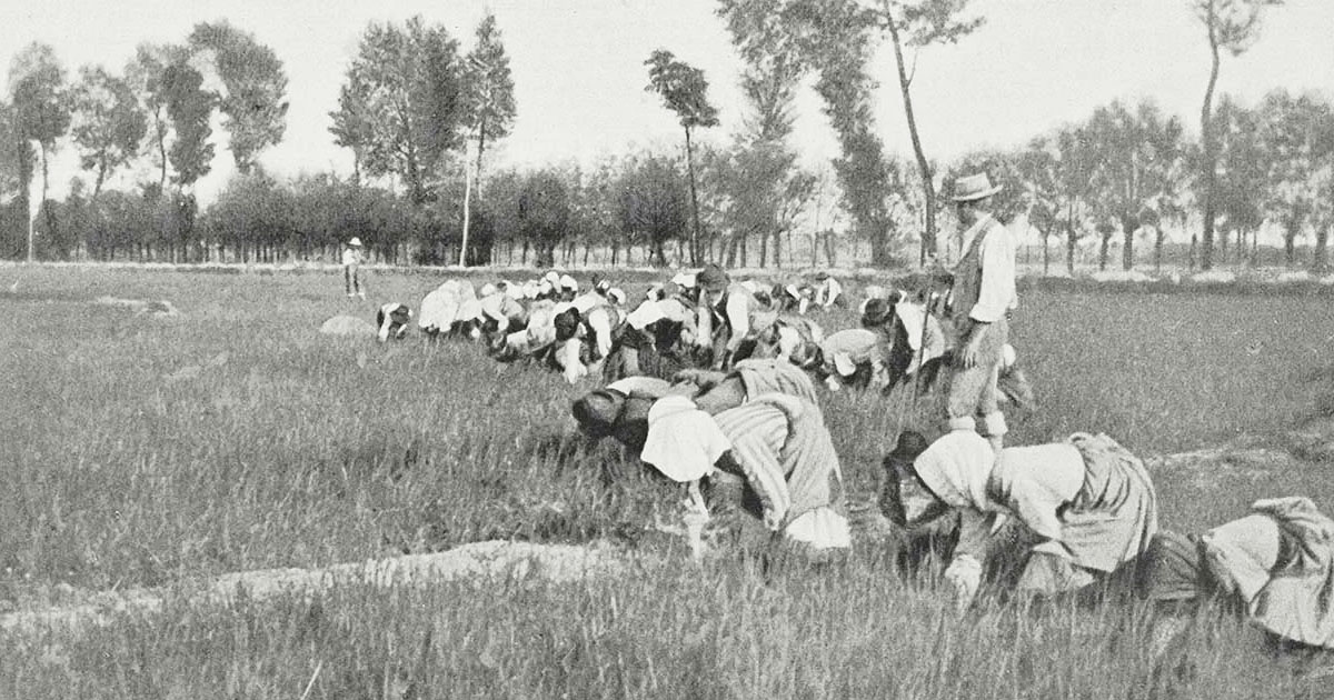“Bella Ciao” (Alla mattina appena alzata)